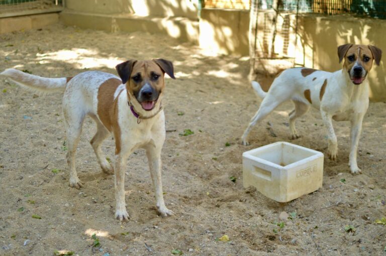 multimedia-foto91079-524-1