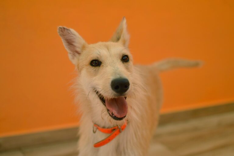 multimedia-foto91085-774-1