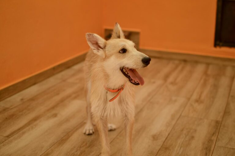 multimedia-foto91086-774-1