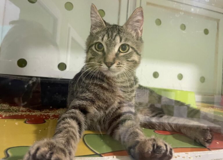 multimedia-foto91110-179-1