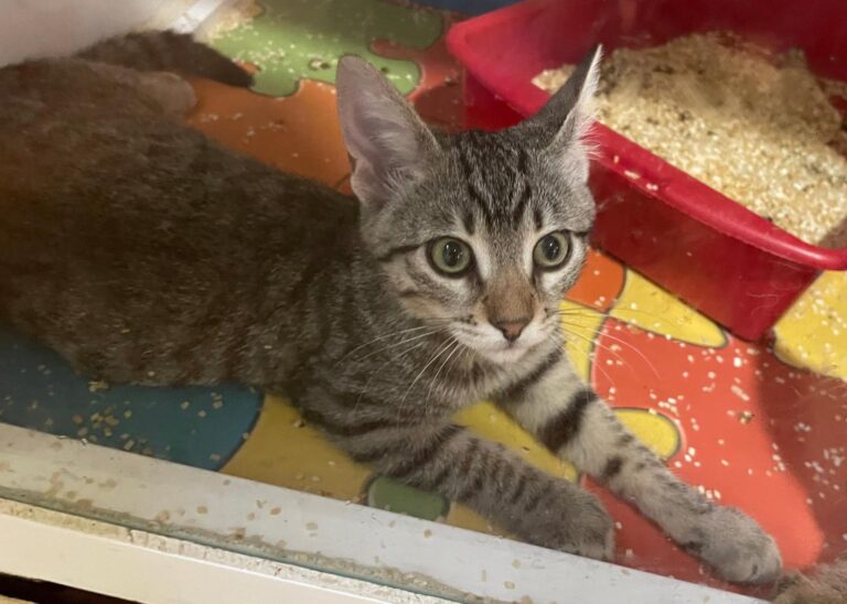 multimedia-foto91130-210-1