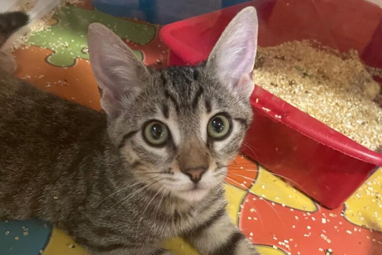 multimedia-foto91131-211-1