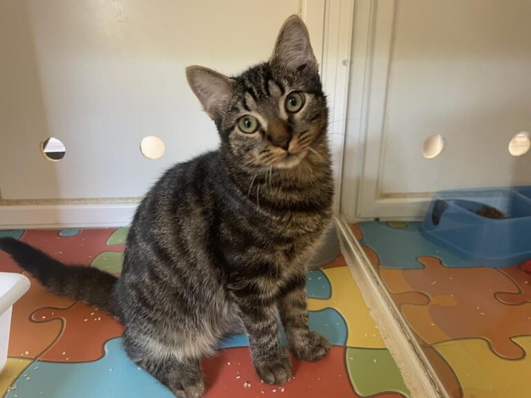 multimedia-foto91164-251-1