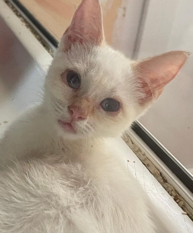 multimedia-foto91165-608-1