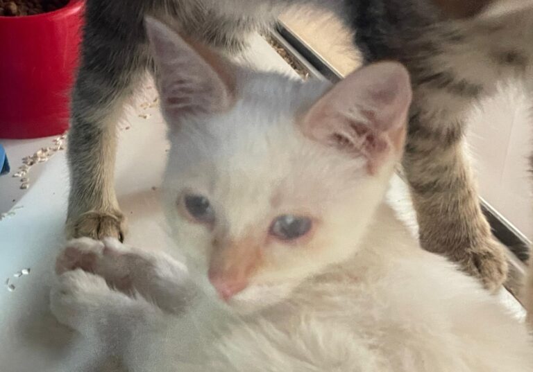 multimedia-foto91166-608-1