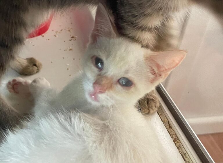 multimedia-foto91167-609-1