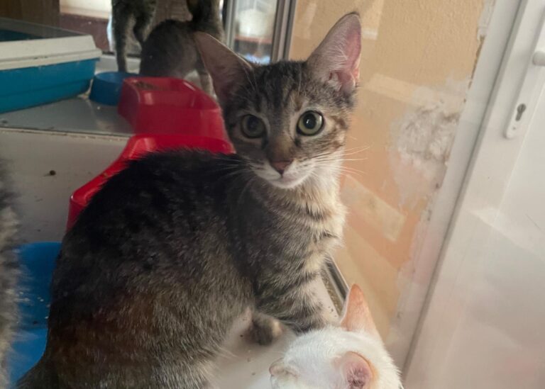 multimedia-foto91168-697-1