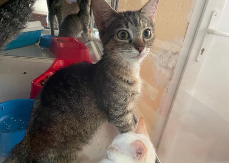 multimedia-foto91170-697-1