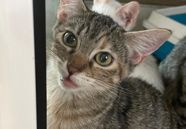 multimedia-foto91171-697-1