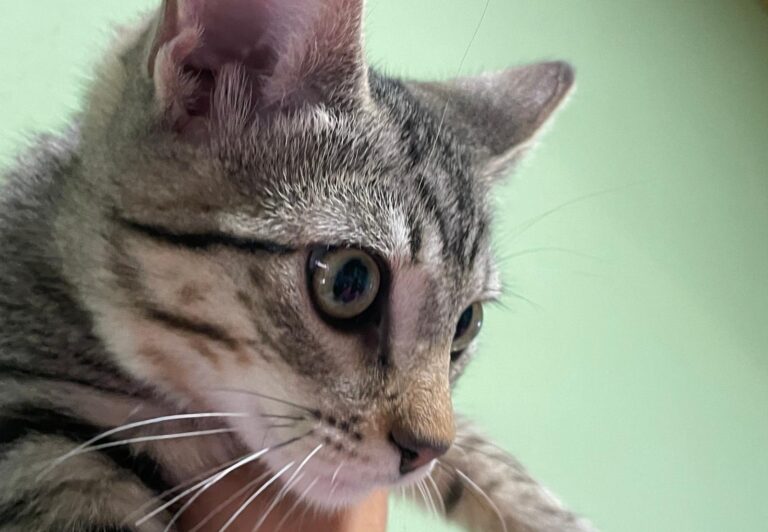 multimedia-foto91177-168-1