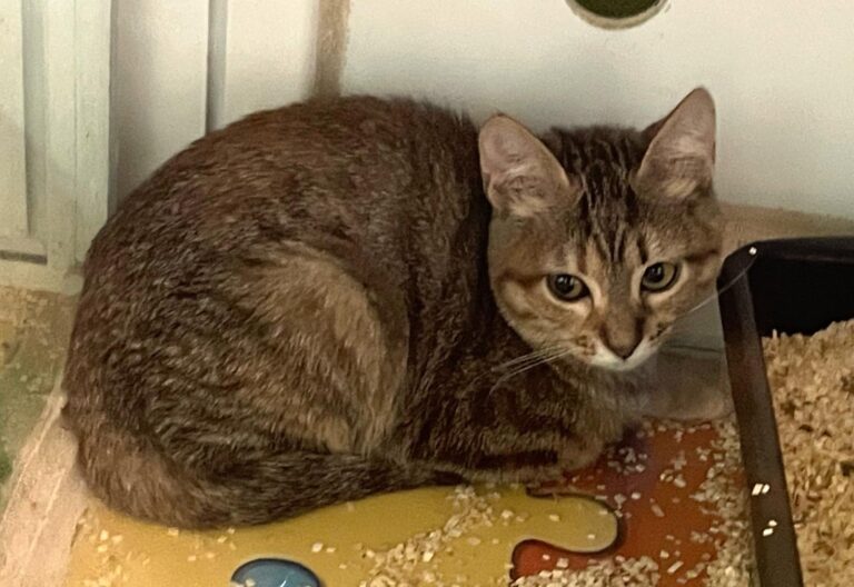 multimedia-foto91178-168-1