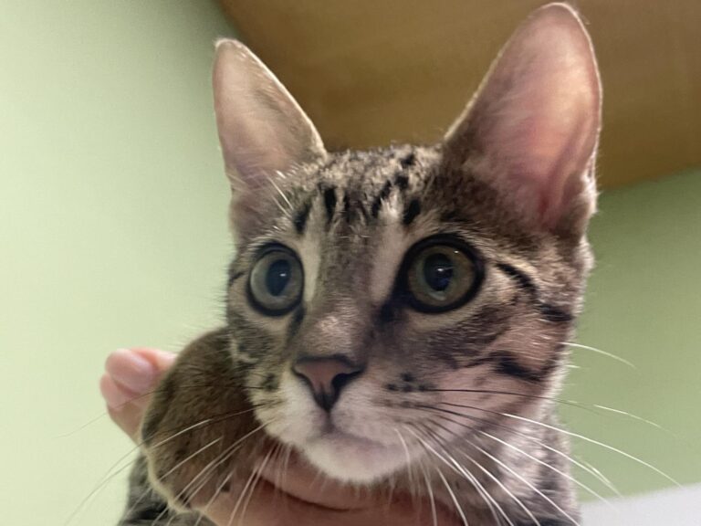 multimedia-foto91181-246-1