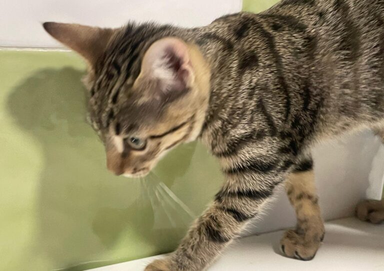 multimedia-foto91182-246-1