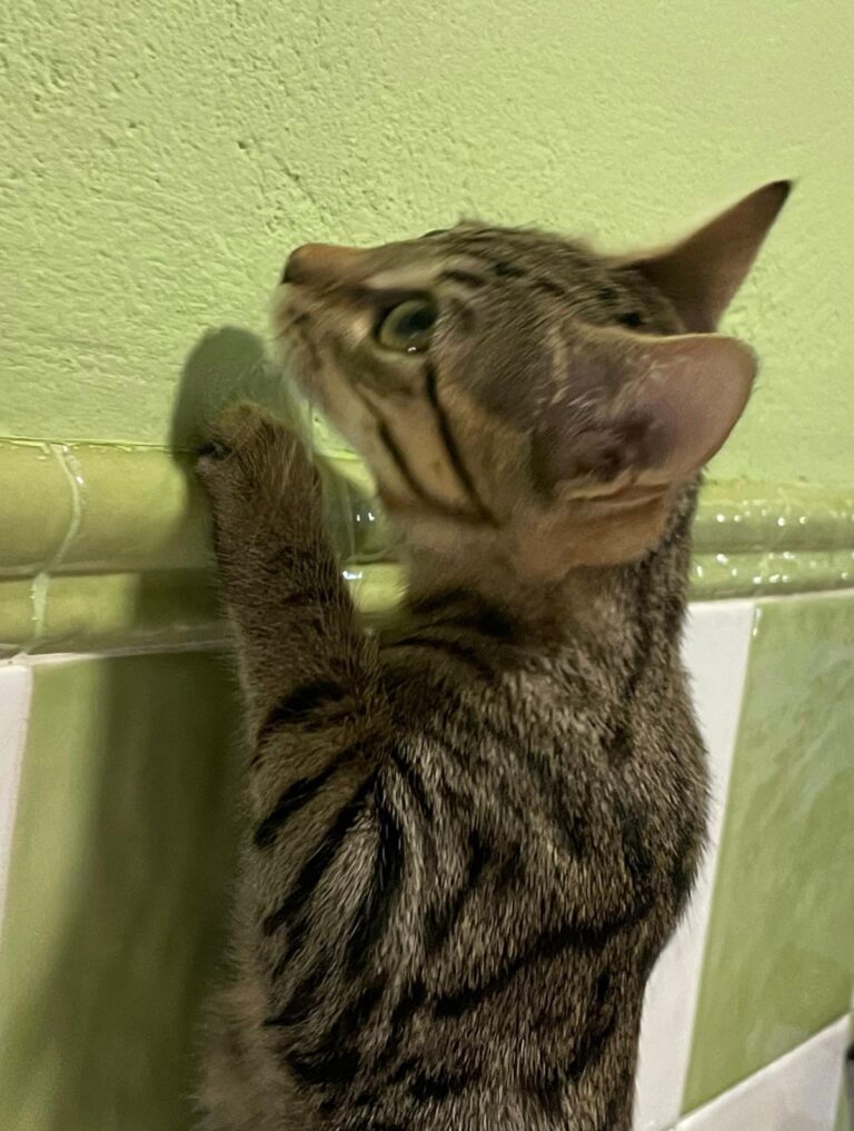 multimedia-foto91183-246-1