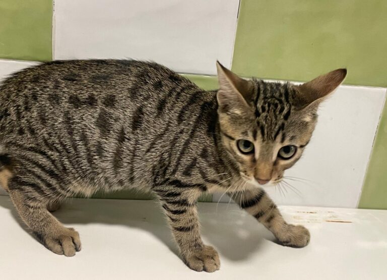 multimedia-foto91184-246-1