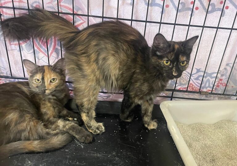 multimedia-foto91190-237-1