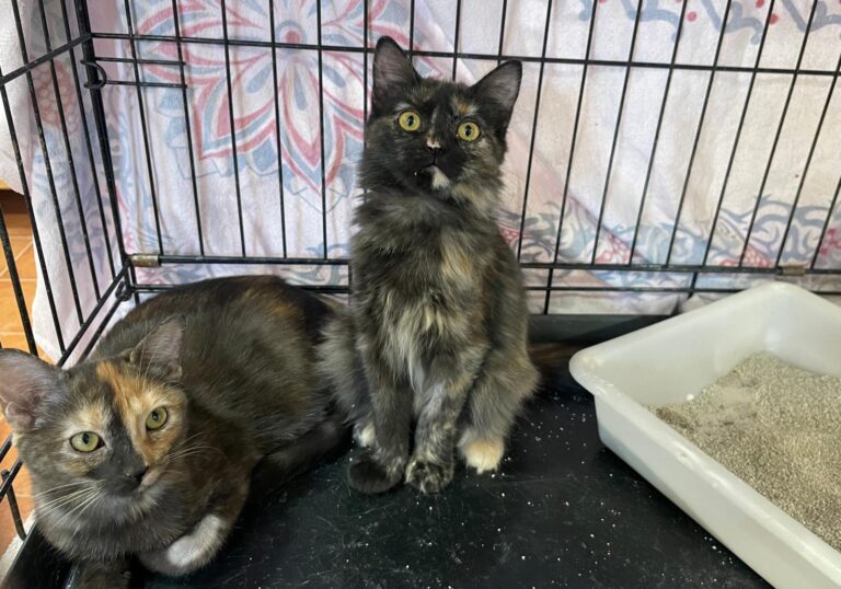 multimedia-foto91191-237-1