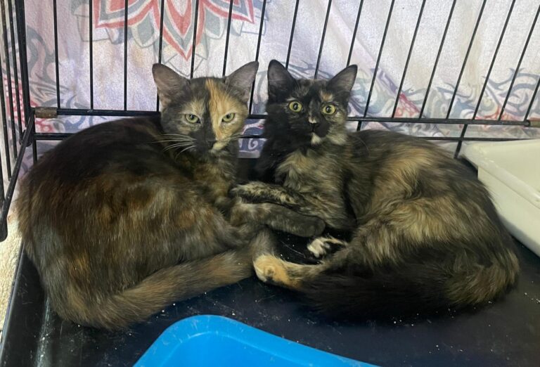 multimedia-foto91192-237-1