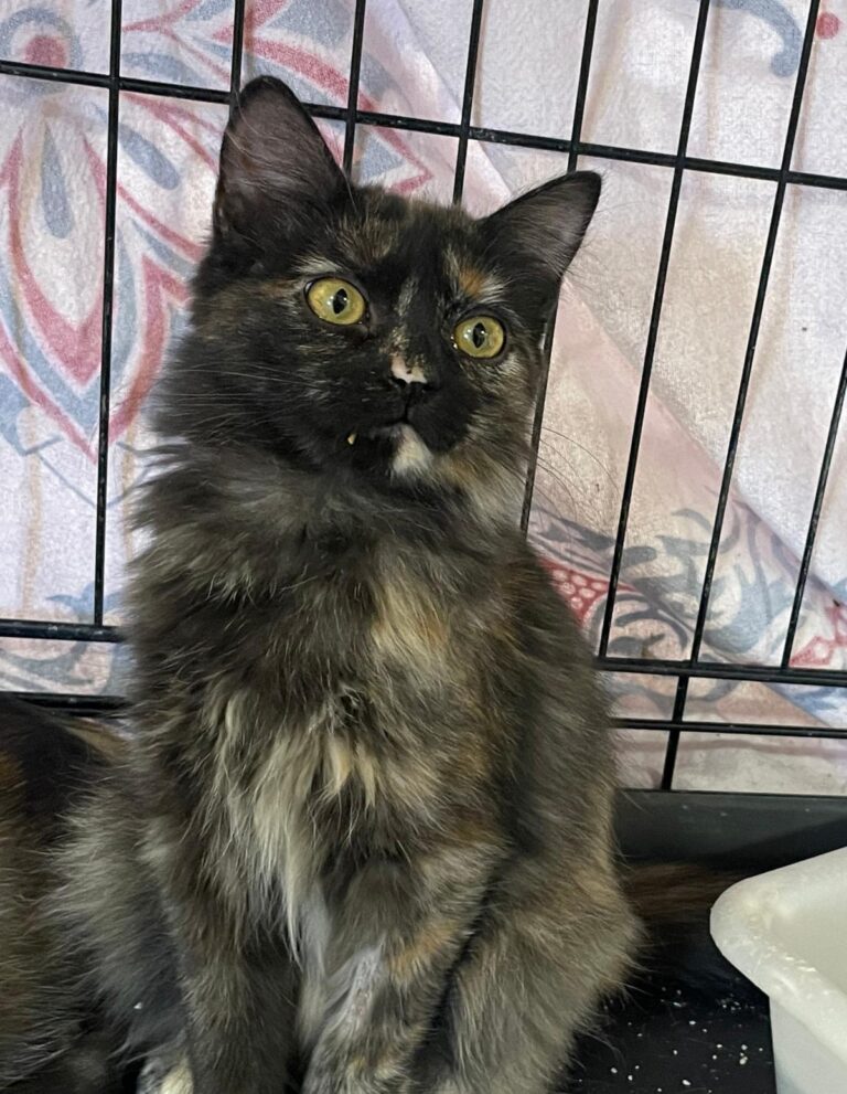 multimedia-foto91193-237-1