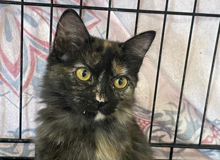 multimedia-foto91194-238-1