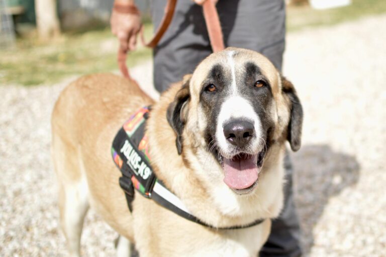 multimedia-foto91212-474-1