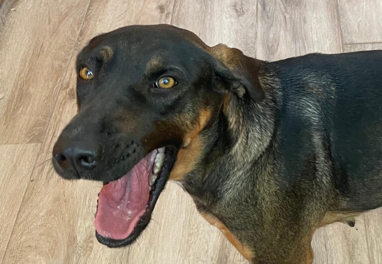 multimedia-foto91222-295-1