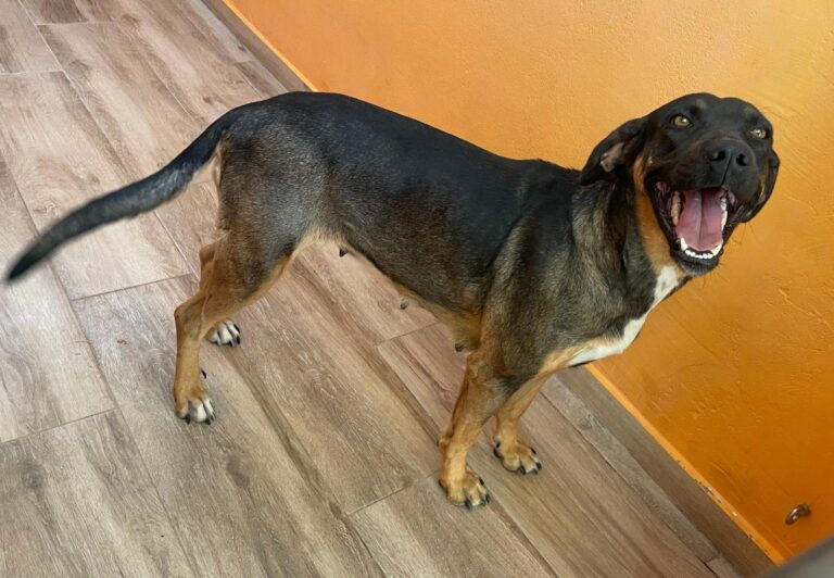 multimedia-foto91223-295-1