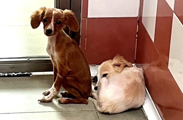 multimedia-foto91230-470-1