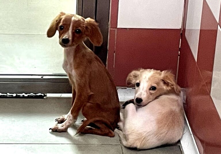 multimedia-foto91232-471-1