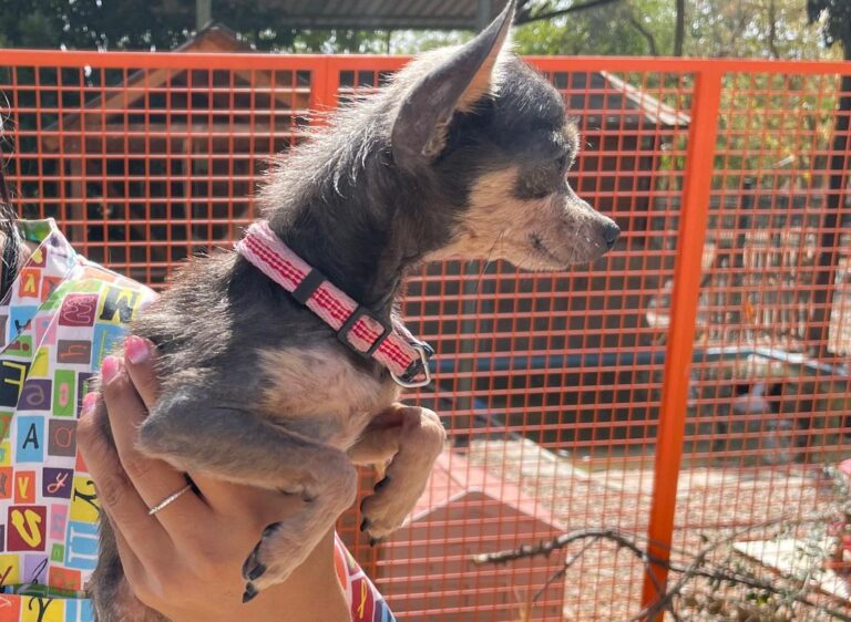 multimedia-foto91260-7-1