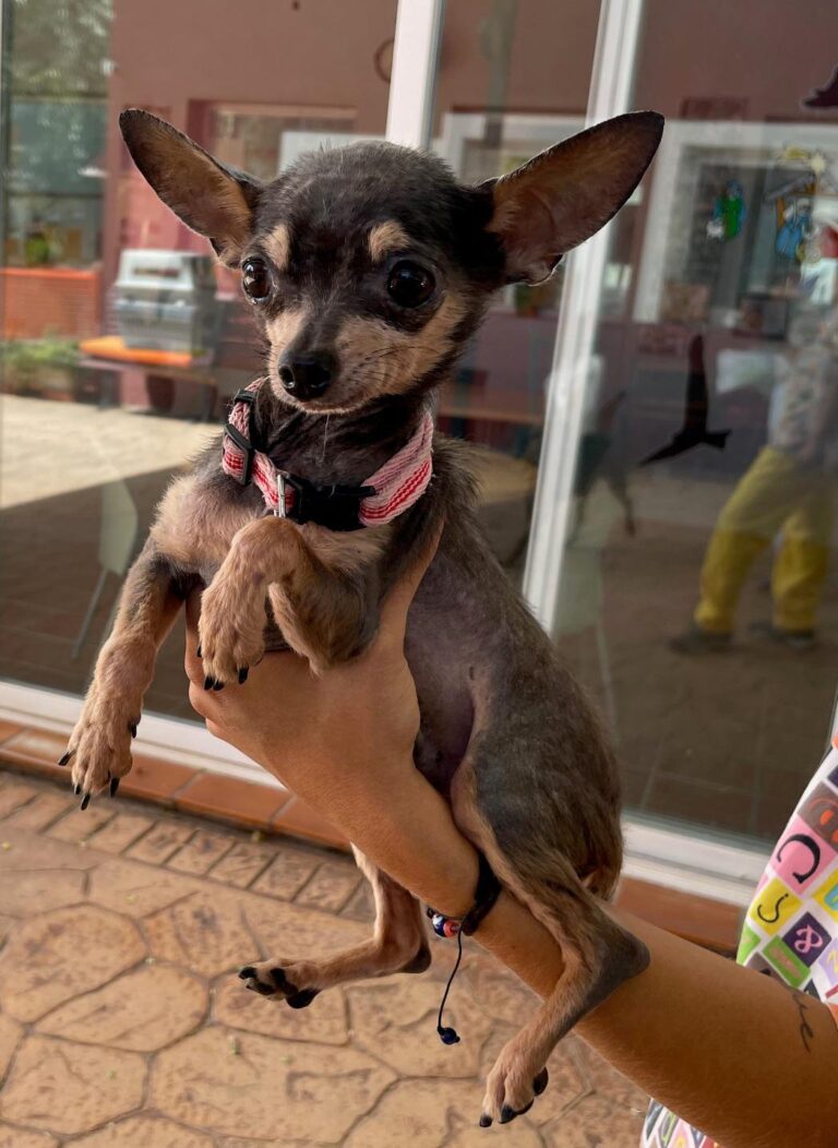 multimedia-foto91261-8-1