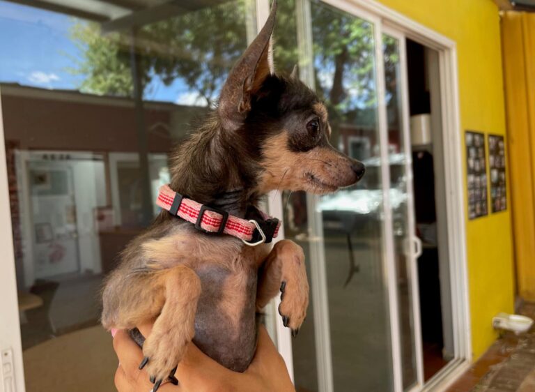 multimedia-foto91262-8-1