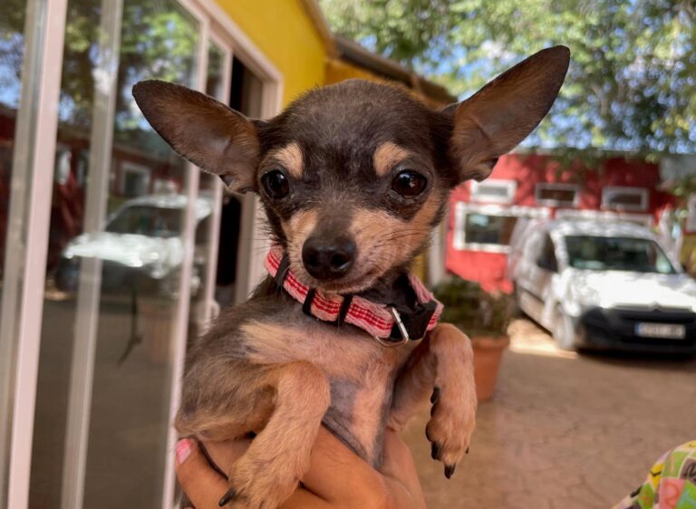 multimedia-foto91263-8-1