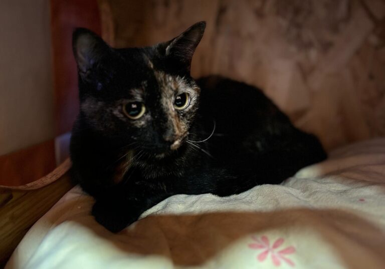 multimedia-foto91268-154-1