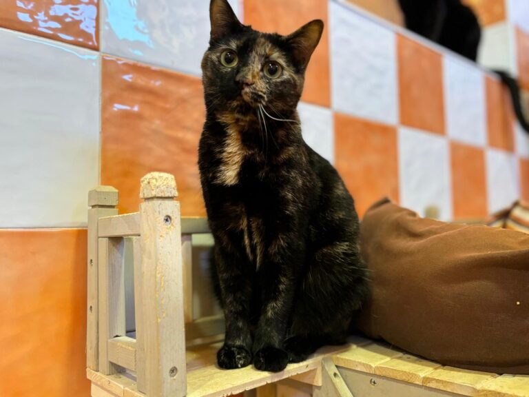 multimedia-foto91269-155-1