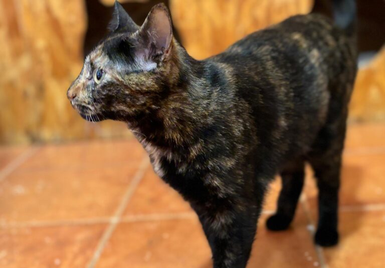 multimedia-foto91270-155-1