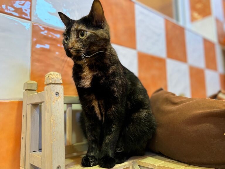 multimedia-foto91271-155-1