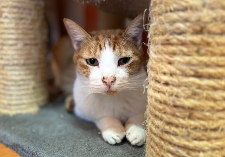 multimedia-foto91273-222-1