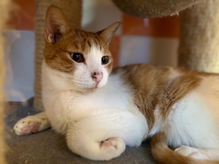 multimedia-foto91276-222-1