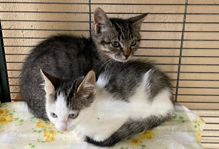 multimedia-foto91283-860-1