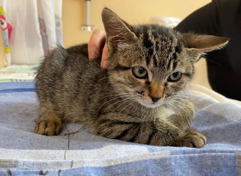 multimedia-foto91284-860-1