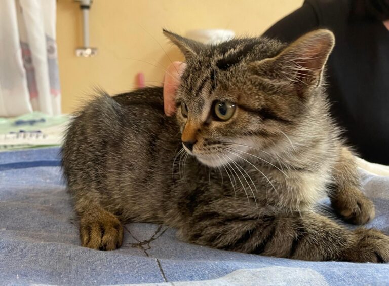 multimedia-foto91285-860-1