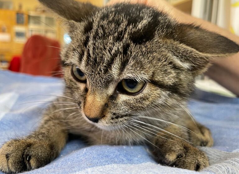 multimedia-foto91287-861-1