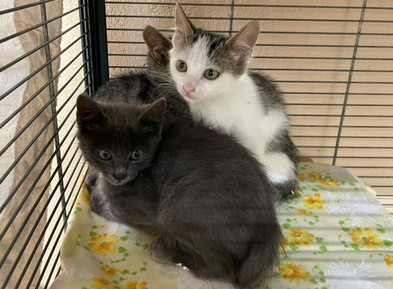 multimedia-foto91297-72-1