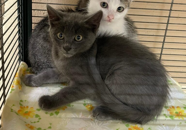 multimedia-foto91298-72-1