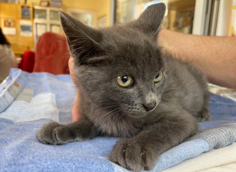 multimedia-foto91299-73-1