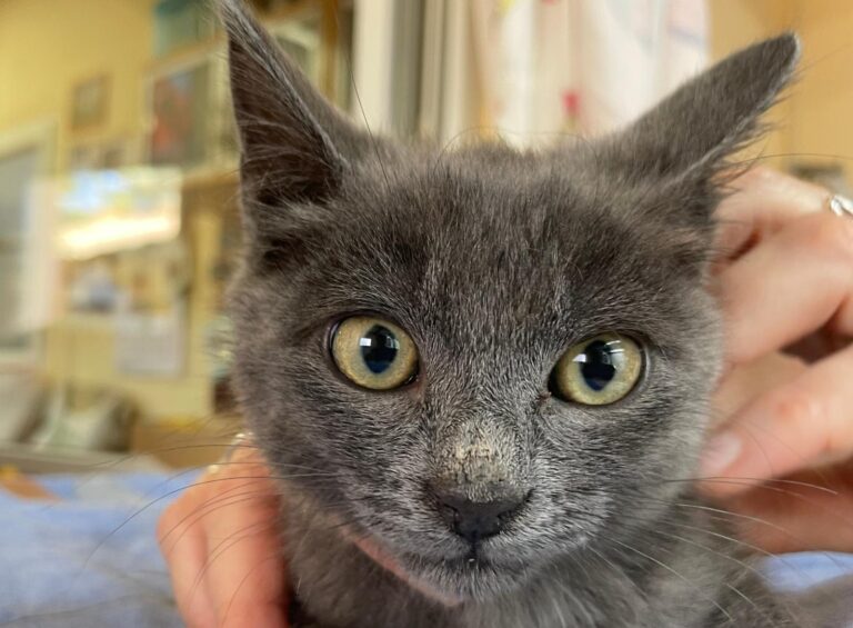 multimedia-foto91300-73-1