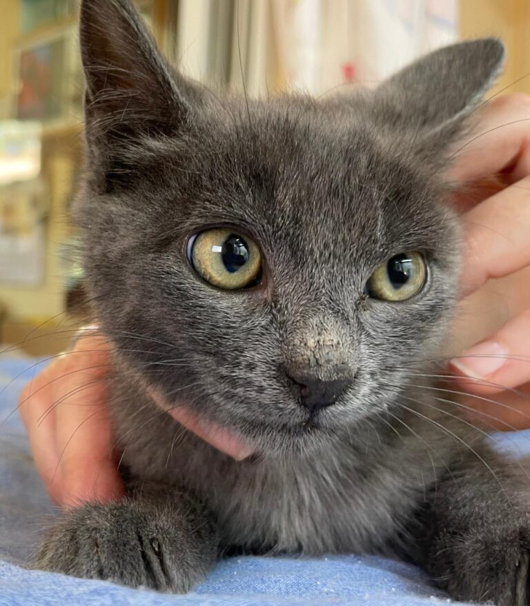 multimedia-foto91301-73-1