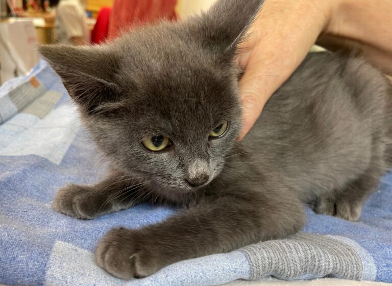 multimedia-foto91302-74-1