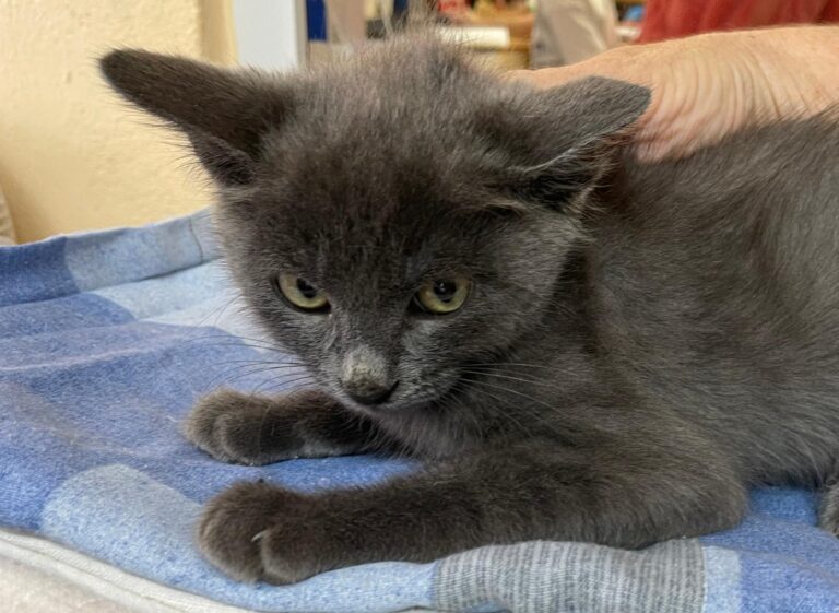 multimedia-foto91303-74-1